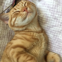 Tekir Kedi, Kedi  Fındık fotoğrafı