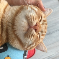 Tekir Kedi, Kedi  Fındık fotoğrafı