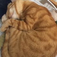 Tekir Kedi, Kedi  Fındık fotoğrafı