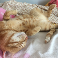 Tekir Kedi, Kedi  Fındık fotoğrafı