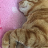 Tekir Kedi, Kedi  Fındık fotoğrafı