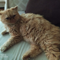 İran Kedisi (Persian), Kedi  Kontes fotoğrafı