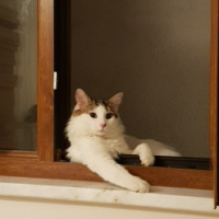 Tekir Kedi, Kedi  Büdü fotoğrafı