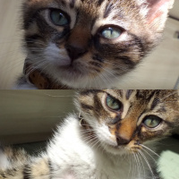 Tekir Kedi, Kedi  Murphy fotoğrafı