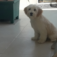 West Highland White Terrier, Köpek  Modi fotoğrafı