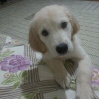 Golden Retriever, Köpek  rüzğar fotoğrafı