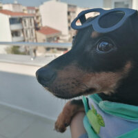 Minyatür Pinscher, Köpek  Paris fotoğrafı