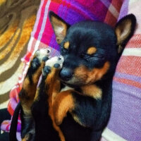 Minyatür Pinscher, Köpek  Paris fotoğrafı