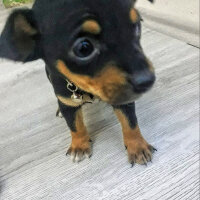 Minyatür Pinscher, Köpek  Paris fotoğrafı