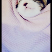 Tekir Kedi, Kedi  Minnaklar fotoğrafı