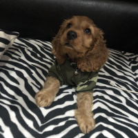 Amerikan Cocker Spaniel, Köpek  Şans fotoğrafı