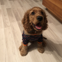 Amerikan Cocker Spaniel, Köpek  Şans fotoğrafı