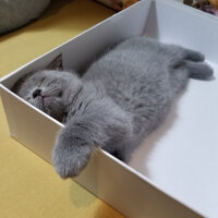 British Shorthair, Kedi  Yumak fotoğrafı