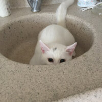 British Shorthair, Kedi  Köpük fotoğrafı