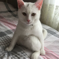 British Shorthair, Kedi  Köpük fotoğrafı