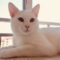 British Shorthair, Kedi  Köpük fotoğrafı