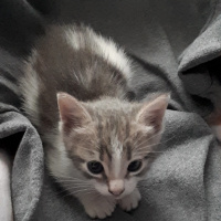 Tekir Kedi, Kedi  Hera fotoğrafı