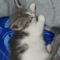 Tekir Kedi, Kedi  Hera fotoğrafı