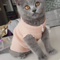 British Shorthair, Kedi  Mars fotoğrafı