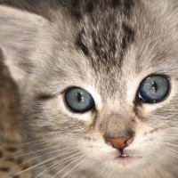 Scottish Fold, Kedi  Felicia fotoğrafı