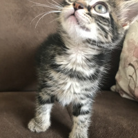 Tekir Kedi, Kedi  Henüz yok fotoğrafı