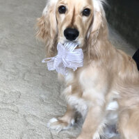 İngiliz Cocker Spaniel, Köpek  Bafi fotoğrafı