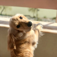 İngiliz Cocker Spaniel, Köpek  Bafi fotoğrafı