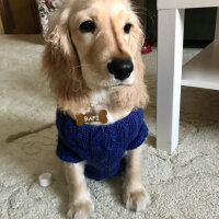 İngiliz Cocker Spaniel, Köpek  Bafi fotoğrafı