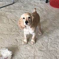 İngiliz Cocker Spaniel, Köpek  Bafi fotoğrafı