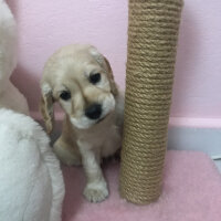 İngiliz Cocker Spaniel, Köpek  Bafi fotoğrafı