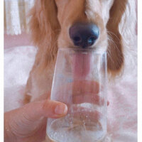 İngiliz Cocker Spaniel, Köpek  Bafi fotoğrafı