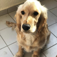 İngiliz Cocker Spaniel, Köpek  Bafi fotoğrafı