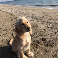 İngiliz Cocker Spaniel, Köpek  Bafi fotoğrafı