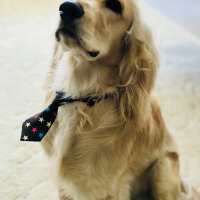 İngiliz Cocker Spaniel, Köpek  Bafi fotoğrafı