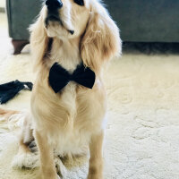 İngiliz Cocker Spaniel, Köpek  Bafi fotoğrafı