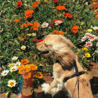 İngiliz Cocker Spaniel, Köpek  Bafi fotoğrafı