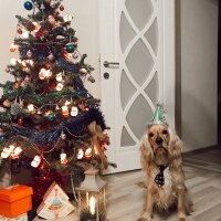 İngiliz Cocker Spaniel, Köpek  Bafi fotoğrafı