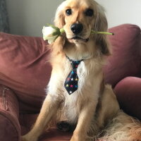 İngiliz Cocker Spaniel, Köpek  Bafi fotoğrafı