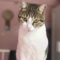 Tekir Kedi, Kedi  Ponçik fotoğrafı