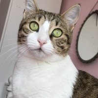 Tekir Kedi, Kedi  Ponçik fotoğrafı