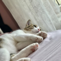 Tekir Kedi, Kedi  Ponçik fotoğrafı