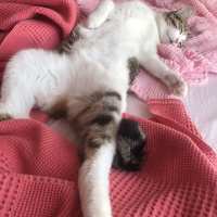 Tekir Kedi, Kedi  Ponçik fotoğrafı