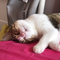Tekir Kedi, Kedi  Ponçik fotoğrafı