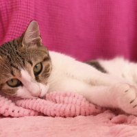 Tekir Kedi, Kedi  Ponçik fotoğrafı