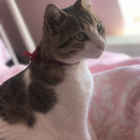 Tekir Kedi, Kedi  Ponçik fotoğrafı