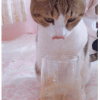 Tekir Kedi, Kedi  Ponçik fotoğrafı