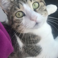 Tekir Kedi, Kedi  Ponçik fotoğrafı