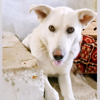 Sibirya Kurdu (Husky), Köpek  Zeus fotoğrafı