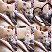 Sibirya Kurdu (Husky), Köpek  Zeus fotoğrafı