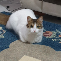 Tekir Kedi, Kedi  Bihter fotoğrafı
